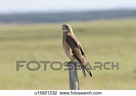 western, hawk, saskatchewan, scenic, post, swainsons View Large Photo Image Stock Image - western, hawk, saskatchewan, scenic, post, swainsons. Fotosearch