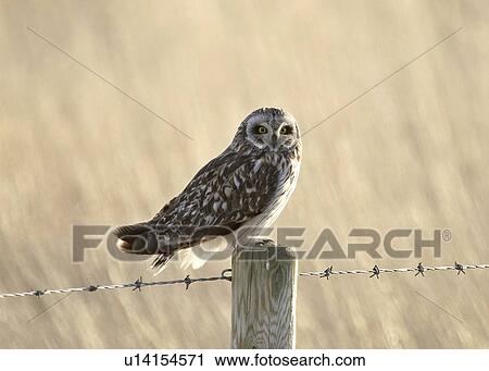 Stock Image - western, owl, saskatchewan, scenic, post, shorteared. Fotosearch