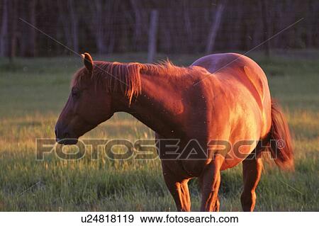 Stock Photo - western, pasture, saskatchewan, scenic, sunset, horse. Fotosearch