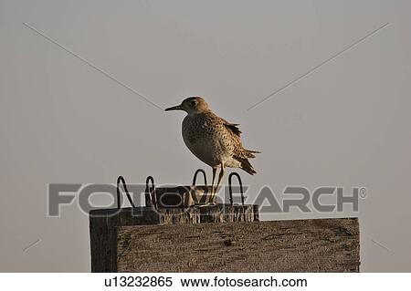 western, post, saskatchewan, southern, scenic, willet View Large Photo Image Stock Photography - western, post, saskatchewan, southern, scenic, willet. Fotosearch
