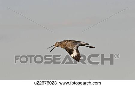 Stock Image - western, shorebird, saskatchewan, scenic, flight, willet. Fotosearch
