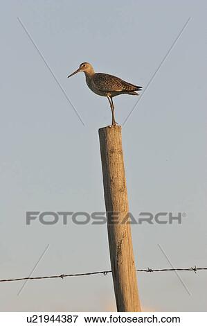 Stock Photo - western, shorebird, saskatchewan, scenic, post, willet. Fotosearch