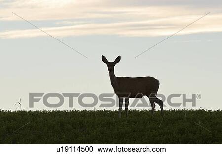 western, silhouetted, saskatchewan, southern, scenic, deer View Large Photo Image Stock Image - western, silhouetted, saskatchewan, southern, scenic, deer. Fotosearch