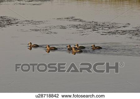 Stock Image - western, slough, saskatchewan, southern, scenic, ducklings. Fotosearch