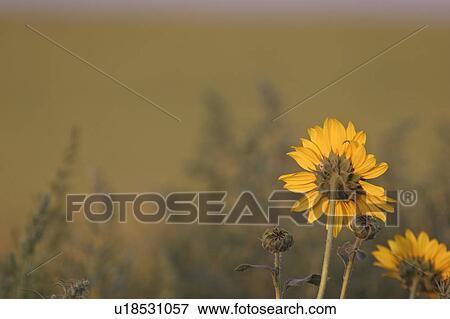 western, sunflower, saskatchewan, southern, scenic, back View Large Photo Image Stock Photo - western, sunflower, saskatchewan, southern, scenic, back. Fotosearch