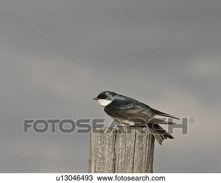 Stock Image - western, swallow, saskatchewan, scenic, post, tree. Fotosearch