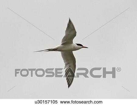 western, tern, saskatchewan, scenic, flight, forsters View Large Photo Image Stock Photography - western, tern, saskatchewan, scenic, flight, forsters. Fotosearch