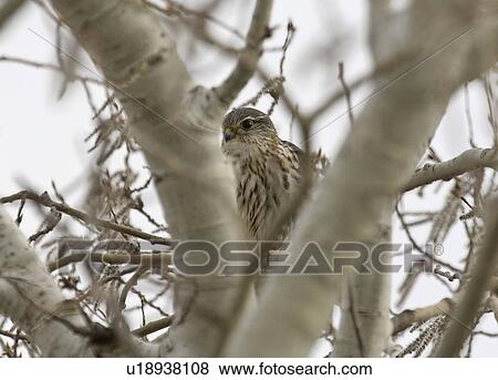 western, tree, saskatchewan, southern, scenic, merlin View Large Photo Image Stock Photo - western, tree, saskatchewan, southern, scenic, merlin. Fotosearch