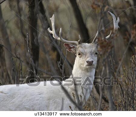 Stock Photo - western, white, saskatchewan, scenic, stag, rare. Fotosearch