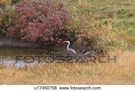 Stock Photo - weyburn, blue, creek, small, heron, great. Fotosearch