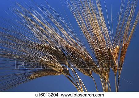 wheat, vilanova, background, blue, tenons View Large Photo Image Picture - wheat, vilanova, background, blue, tenons. Fotosearch