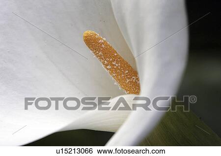 white, lily, or, orford, port, calla View Large Photo Image Stock Photograph - white, lily, or, orford, port, calla. Fotosearch