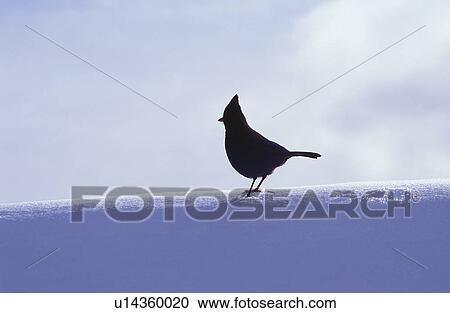 Stock Image - white, snow, silhouette, winter, washington, bird. Fotosearch