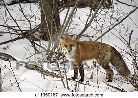 widest, fox, foxes, familiar, vulpes, red View Large Photo Image Stock Photo - widest, fox, foxes, familiar, vulpes, red. Fotosearch