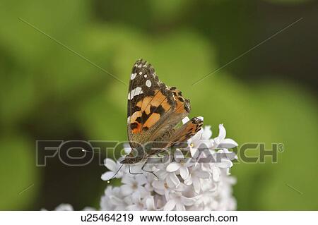 Stock Photo - wildflower, butterfly, toothwort, leaved, cut, monarch. Fotosearch