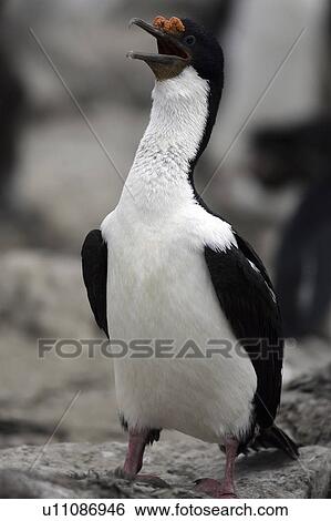 Stock Photograph - wildlife, cormorant, waterfowl, islands, falkland, king. Fotosearch