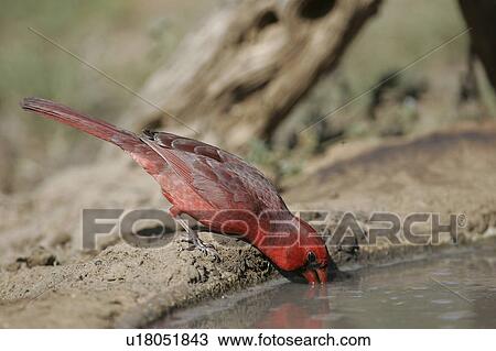 Stock Image - wildlife, drinking, water, birds, texas, cardinal. Fotosearch