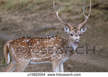 wildlife, national, india, rajasthan, park, ranthambore View Large Photo Image Picture - wildlife, national, india, rajasthan, park, ranthambore. Fotosearch