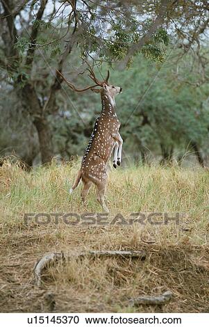 wildlife, national, india, rajasthan, park, ranthambore View Large Photo Image Stock Image - wildlife, national, india, rajasthan, park, ranthambore. Fotosearch