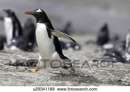 wildlife, penguin, islands, falkland, running, gentoo View Large Photo Image Stock Photo - wildlife, penguin, islands, falkland, running, gentoo. Fotosearch