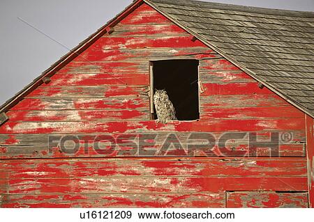 Stock Photo - window, horned, granary, fledgling, owl, great. Fotosearch
