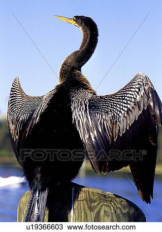 Stock Image - wings, turkey, its, drying, anhiga, water. Fotosearch