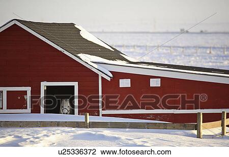 Stock Image - winter, horse, stable, out, looking, white. Fotosearch