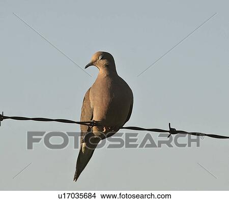 Picture - wire, saskatchewan, scenic, strand, mourning. Fotosearch