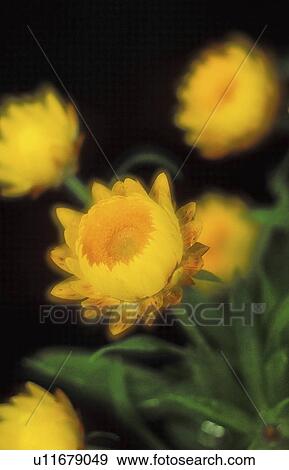 Stock Photo - xerochrysum, asteraceae, yellow, harvest, summer, strawflowers. Fotosearch
