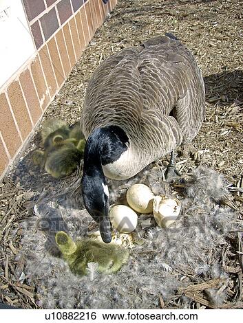 Stock Photograph - yellow, family, nurture, small, hatching. Fotosearch