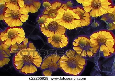 Stock Photo - york, kararia, new, asteraceae, helenium, sneezeweed. Fotosearch