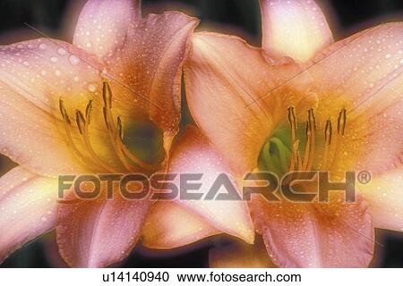 york, satin, new, hemerocallis, silk, daylilies View Large Photo Image Stock Image - york, satin, new, hemerocallis, silk, daylilies. Fotosearch