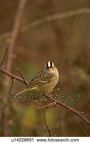 Stock Image - Zonotrichia, crowned, Sparrow, White-crowned, sparrow, white. Fotosearch