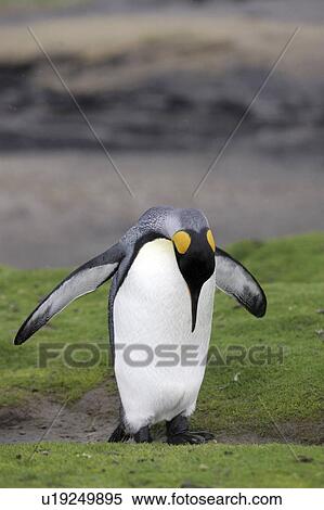 行動 ペンギン お辞儀 島 Falkland 王 ストックフォト 写真素材 U Fotosearch