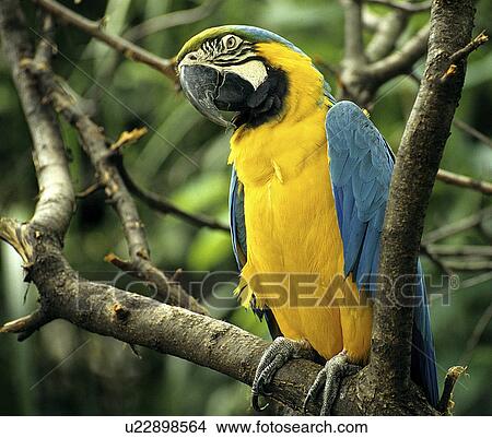 野生动物 热带 动物 脊椎动物 鸟 Macaw 图片 U Fotosearch