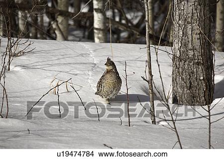 Picture - 43, grouse, mediumsized, umbellus, bonasa, ruffed. Fotosearch