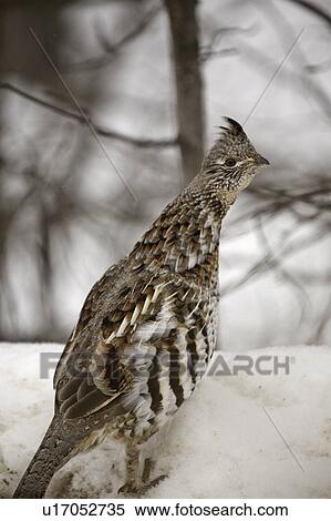 Stock Photography - 43, grouse, mediumsized, umbellus, bonasa, ruffed. Fotosearch