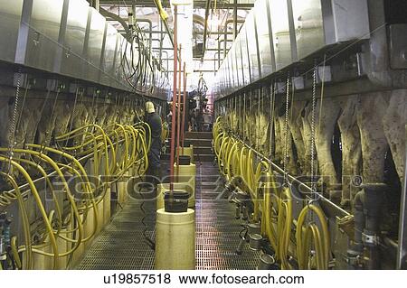 Stock Photo - abel, machine, barn, cow, operation, milking. Fotosearch