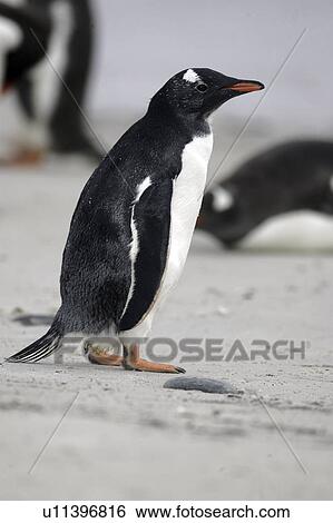 accessory, penguin, birds, islands, falkland, gentoo View Large Photo Image Stock Photograph - accessory, penguin, birds, islands, falkland, gentoo. Fotosearch