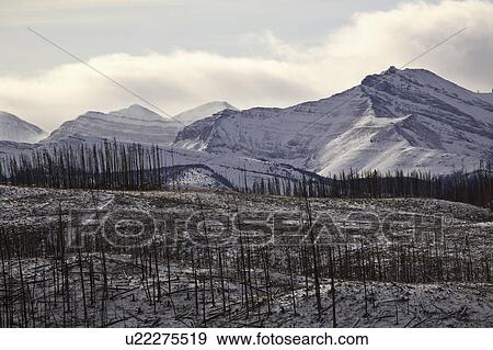 alberta, mountains, covered, snow, winter, rocky View Large Photo Image Stock Photo - alberta, mountains, covered, snow, winter, rocky. Fotosearch