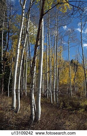 alpine, forest, fall, autumn, aspen, tree View Large Photo Image Stock Image - alpine, forest, fall, autumn, aspen, tree. Fotosearch