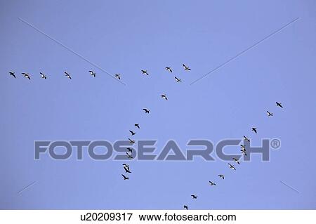 Stock Photo - american, goose, north, caerulescens, anser, snow. Fotosearch