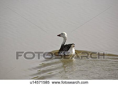 american, goose, north, caerulescens, anser, snow View Large Photo Image Stock Photography - american, goose, north, caerulescens, anser, snow. Fotosearch