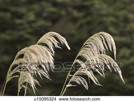 Picture - anau, fjord, sound, milford, plant. Fotosearch