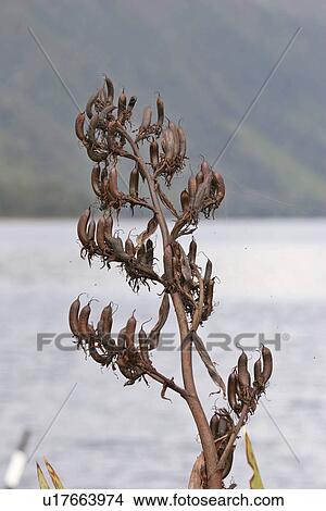 Picture - anau, fjord, sound, milford, plant. Fotosearch