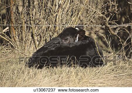 Stock Photo - angus, barbedwire, resting, calf, aberdeen. Fotosearch