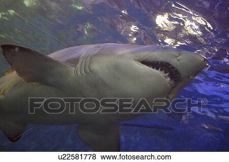 animals, pointer, pets, veterinary, shark, white View Large Photo Image Stock Photo - animals, pointer, pets, veterinary, shark, white. Fotosearch