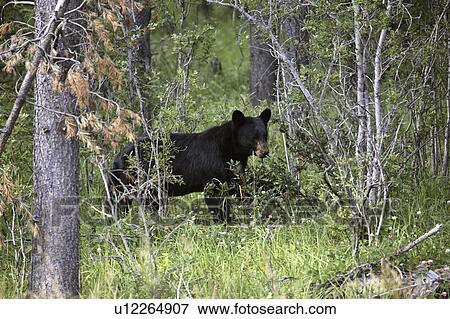Stock Photo - area, bear, recreation, airstrip, ghost, black. Fotosearch