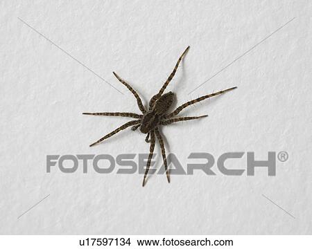 art, white, fine, insect, background, spider View Large Photo Image Picture - art, white, fine, insect, background, spider. Fotosearch