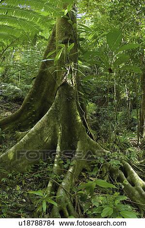 Picture - australia, green, east, north, rainforrest, lush. Fotosearch